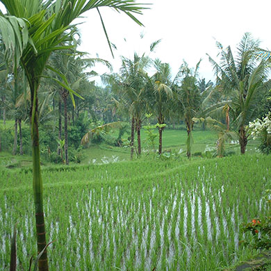 Flights to บาหลี